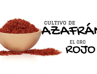 CULTIVO DE AZAFRÁN
