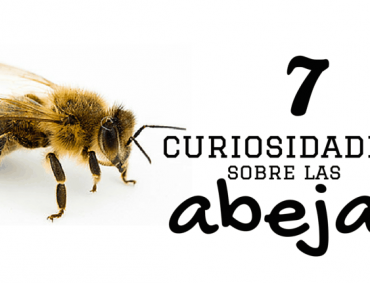 CUriosidades sobre las abejas