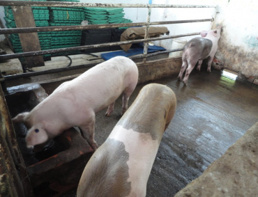 LOS BAJOS precios de venta y la competencia de la carne congelada orillan a los porcicultores a abandonar la actividad.