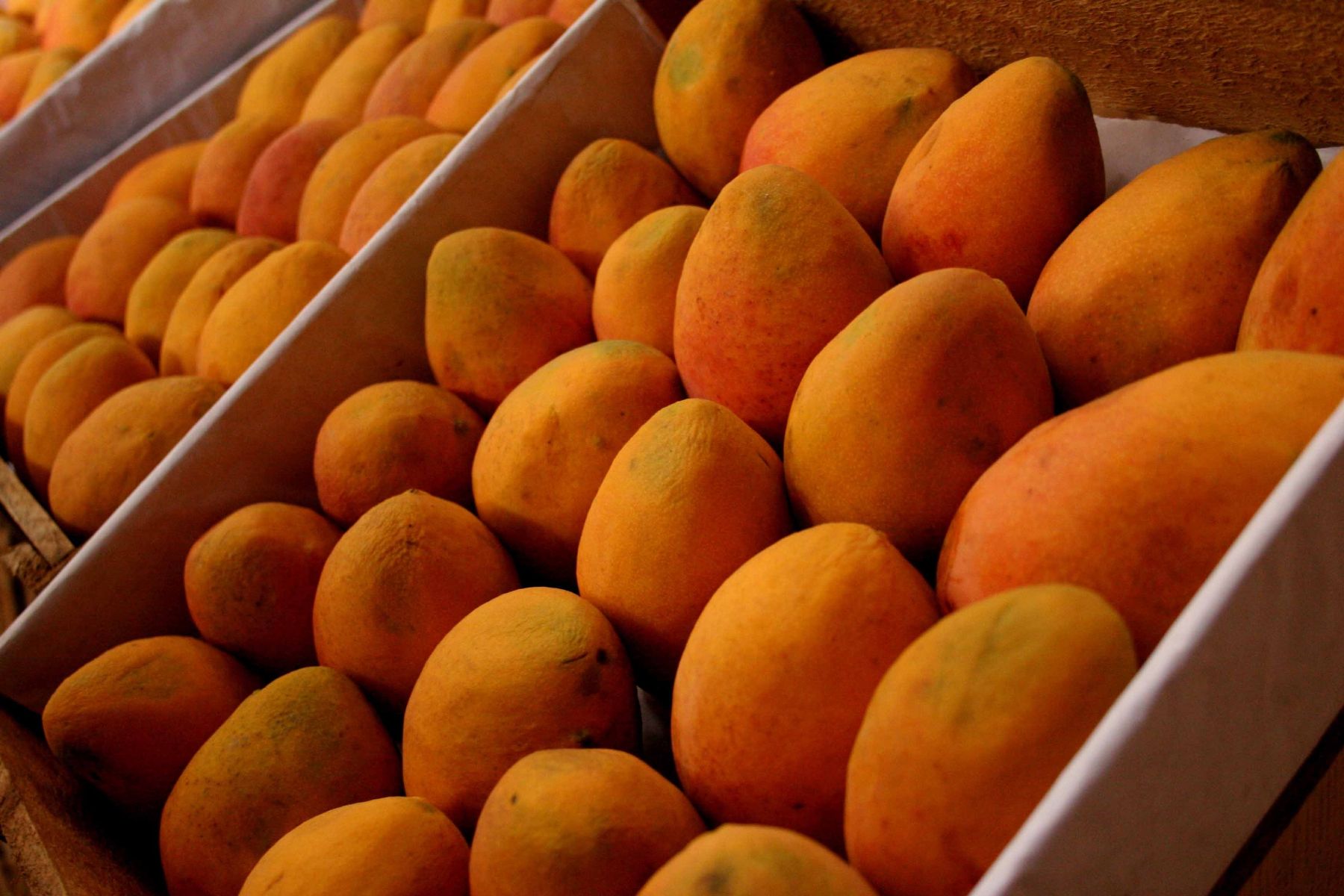 SE DEBE crear una campaña para erradicar a la mosca de la fruta.