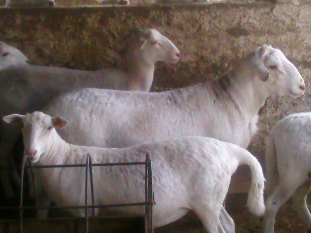 LOS BORREGOS Pelifolk son considerados la primera raza de ovinos producida en México.