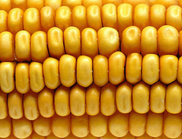 EN LA entidad se producirán 401 mil 847 toneladas de maíz amarillo.