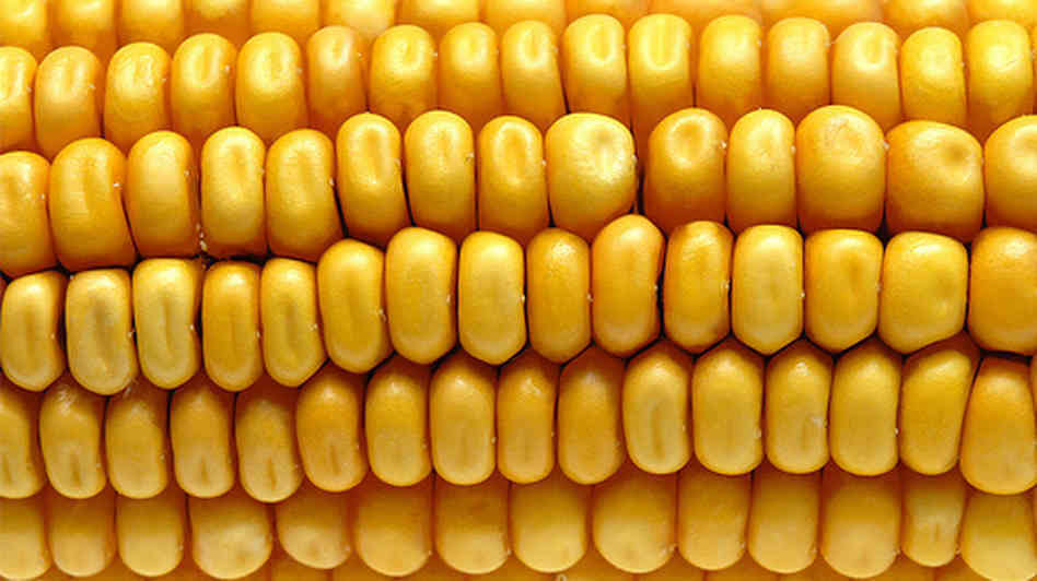EN LA entidad se producirán 401 mil 847 toneladas de maíz amarillo.