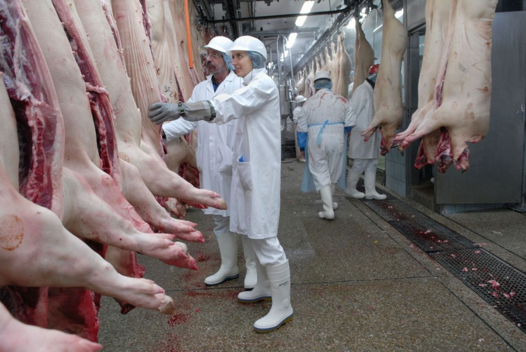 EN NUESTRO país el consumo de carne de puerco es de más de un millón 300 mil toneladas anuales.