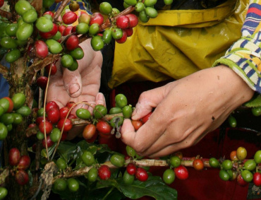 PARA LOS productores de café se destinarán recursos por 730 millones de pesos.