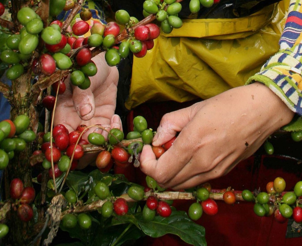 PARA LOS productores de café se destinarán recursos por 730 millones de pesos.