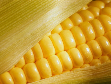 JALISCO es el segundo productor de maíz amarillo del país, sólo detrás de Chihuahua.
