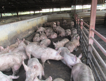 LA INDUSTRIA porcina jalisciense sacrifica cerca de cinco millones de cerdos al año.