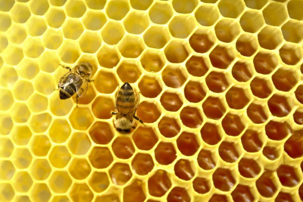 LA PRODUCCIÓN promedio de miel de Jalisco es de 6 mil 635 toneladas anuales.
