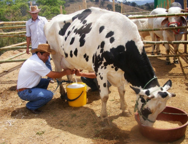 BUENAS noticias para los productores lecheros de Jalisco.