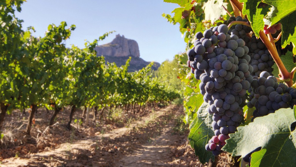 LOS CREADORES de SmartVineyard aseguran que su sistema puede reducir la pérdida de uva por plagas.