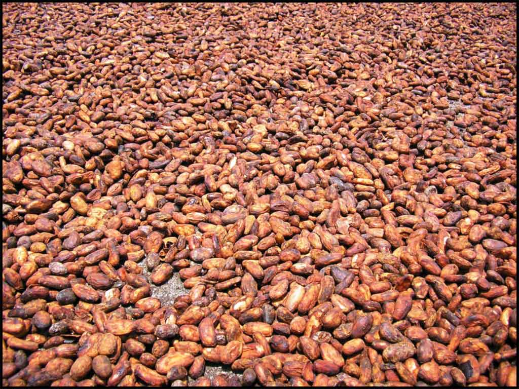 LOS PRECIOS del cacao han estado a la alza desde 2011 y en la actualidad rondan los dos mil 900 dólares por tonelada.