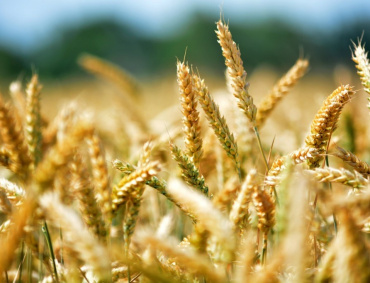 Futuros agrícolas