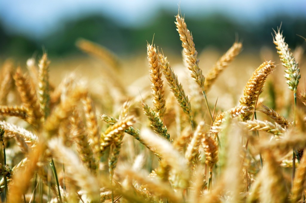Futuros agrícolas
