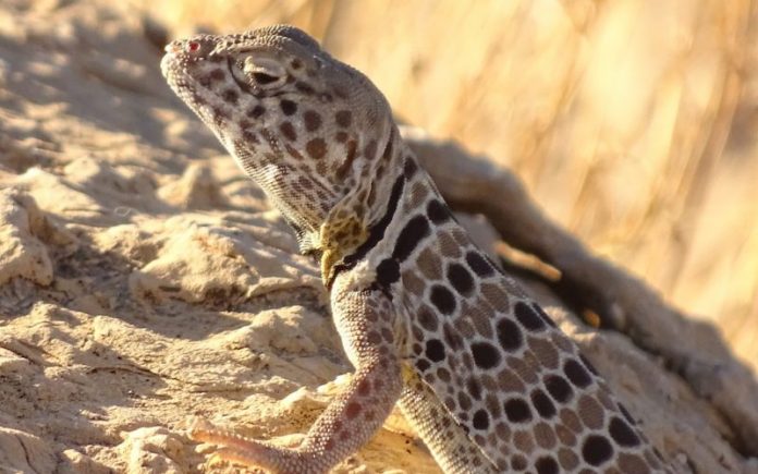 ESPECIALISTAS en ecología alertan que el aumento de la temperatura a nivel mundo, ha ocasionado cambios en los hábitos en las lagartijas endémicas, en México.