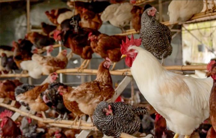 TRAS ATENDER y cerrar el foco de influenza aviar AH7N3 en un predio de traspatio de Acolman, Estado de México, el SENASICA reporta que no hay riesgo para la producción de huevo y pollo