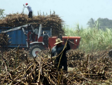 LA PRESIDENCIA de la República anunció en Veracruz que el programa Producción para el Bienestar apoyará la economía de cultivadores de caña de México.