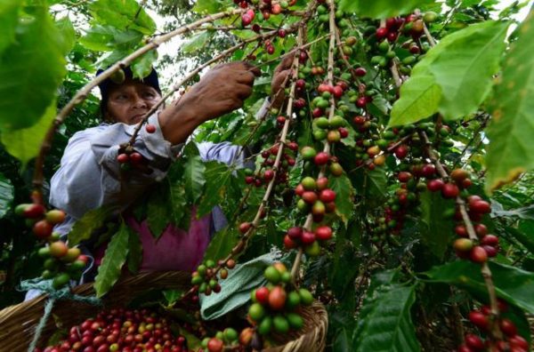 LA FAO, México y Centroamérica impulsan proyectos productivos del sector rural y contrarrestar la migración en la región