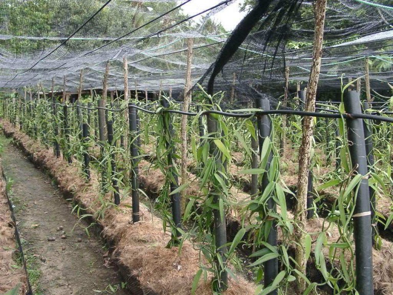 Vainilleros de Veracruz demandan más apoyos