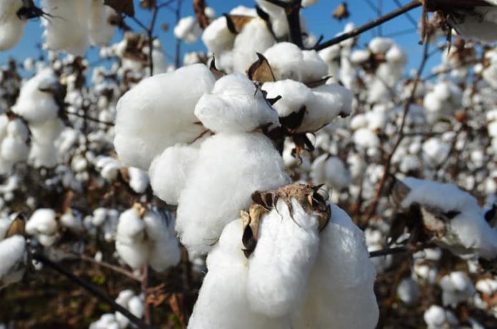 LAS AUTORIDADES mexicanas y de EE.UU certifican la erradicación en Chihuahua de plagas que merman más del 40 % de la producción de algodón y la calidad de la fibra.