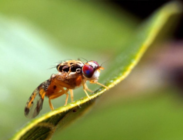 TÉCNICOS del SENASICA, a la fecha, han detectado 18 especímenes de la Mosca del Mediterráneo en el campo mexicano.