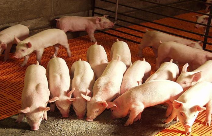 EN OTTAWA, Canadá, se llevó a cabo el Foro de la Peste Porcina Africana, con más de 150 participantes, entre autoridades, técnicos y productores porcícolas de América.