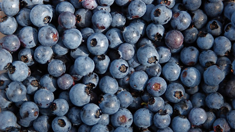 Sale a Japón primer envío de arándanos producidos en Guanajuato