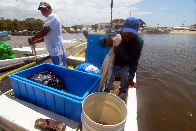 Campeche quiere liderar la exportación de pulpo a la Unión Europea