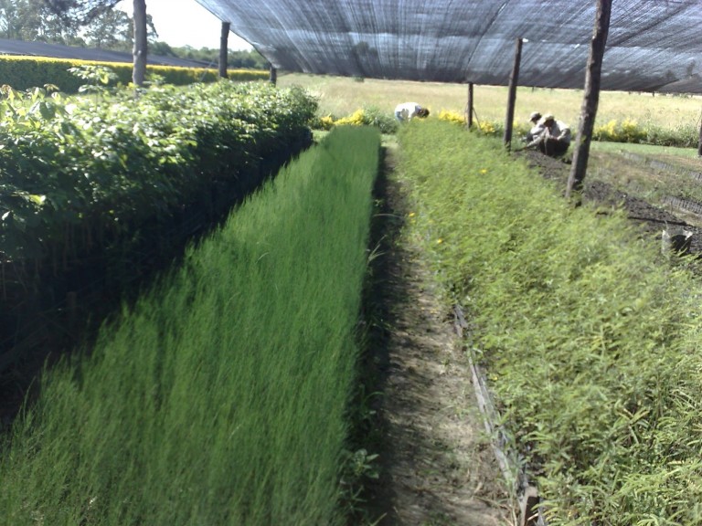 Reforestarán los bosques de Tlaxcala