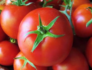 LA INDUSTRIA del tomate en México, recibe total apoyo del gobierno en el conflicto con productores de esta hortaliza del Estado de Florida, Estados Unidos.
