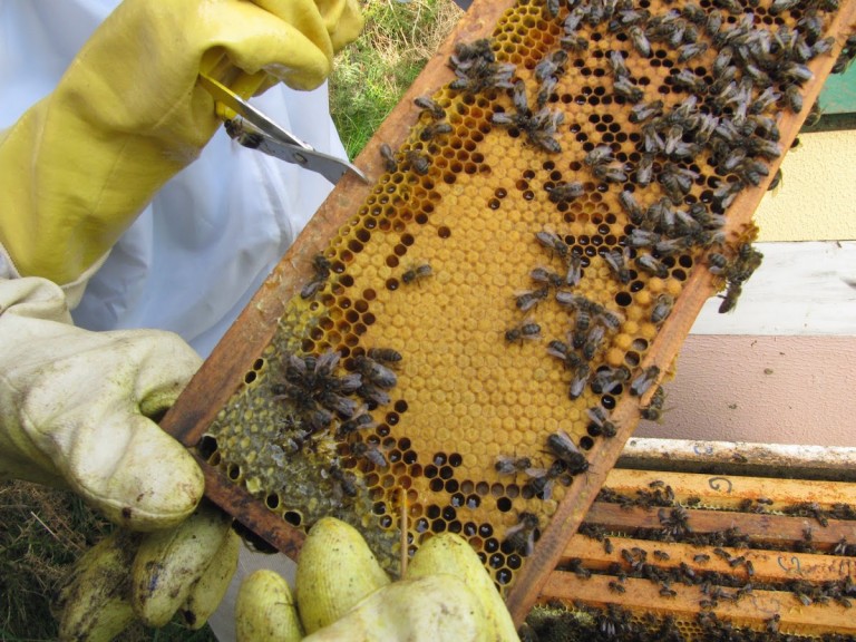 Chiapas busca exportar más miel a Europa