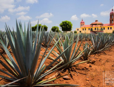 Campo de Agave