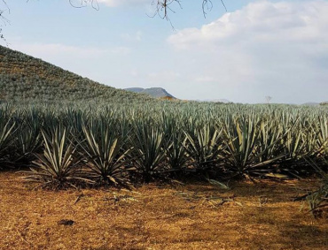 La Estrella Jalisco