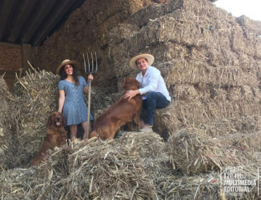 Se acumula el rastrojo y nuestros Cobradores Dorados "los canelas" son felices en las montañas de comida.