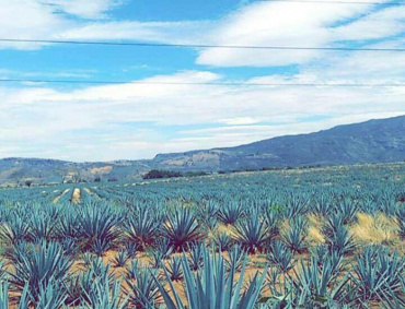 Sembradios de agave jaliscience