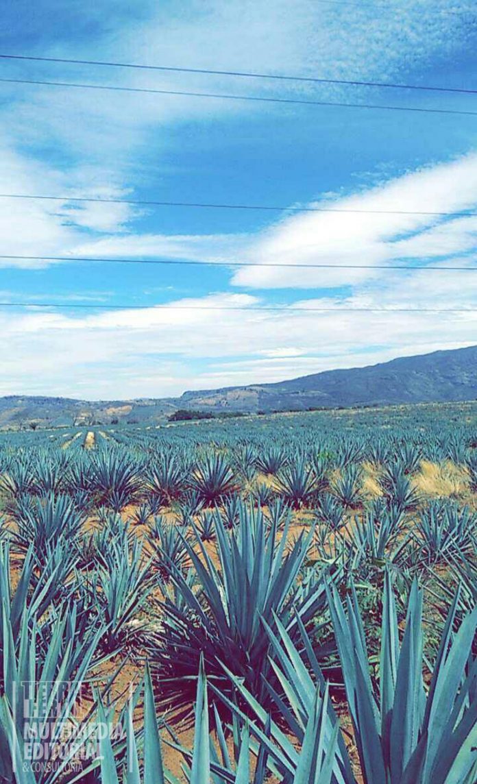 Sembradios de agave jaliscience