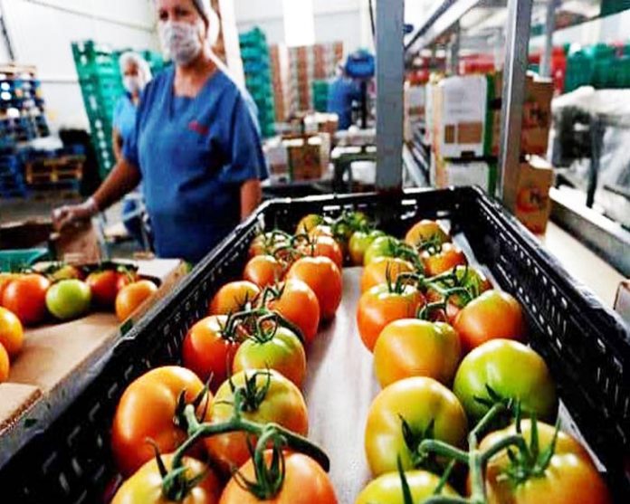 EL GOBIERNO de México, califica de lamentable la decisión tomada por EE.UU., en el tema del Acuerdo de Suspensión Dumping del Tomate Fresco.