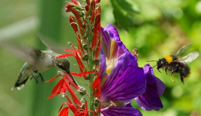 EN MÉXICO, más del 80 % de las plantas con flor se reproducen por medio de la polinización.