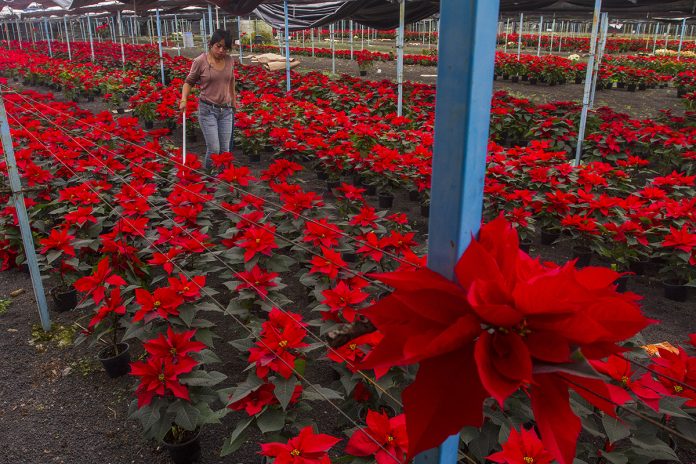 LOS FLORICULTORES del Estado de México pretenden vender alrededor de 240 mil macetas de flor de nochebuena, la próxima temporada navideña.