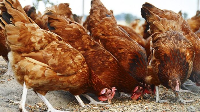 EN MÉXICO atendió pequeños brotes de influencia aviar el SENASICA.