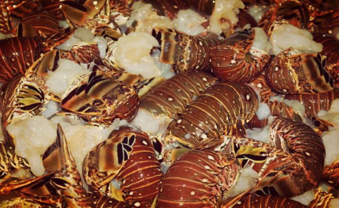 PIDEN pescadores de langosta en Baja California Sur a la autoridad correspondiente, cambio de fecha del periodo oficial de captura.