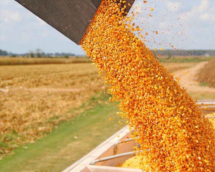 LA IMPOSICIÓN de un arancel al maíz que se importe de Estados Unidos en represalia por gravar al jitomate mexicano, fue sugerida por el titular de agricultura de Sinaloa.