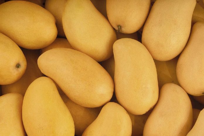 DISFRUTARÁN en Canadá mango ataulfo