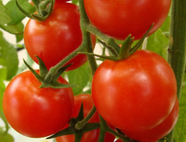 A PESAR del cobro del 17.56 por ciento de arancel al tomate mexicano por el Departamento de Comercio de EU, tomateros mexicanos exportan de manera normal la hortaliza a ese país.