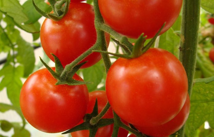 A PESAR del cobro del 17.56 por ciento de arancel al tomate mexicano por el Departamento de Comercio de EU, tomateros mexicanos exportan de manera normal la hortaliza a ese país.