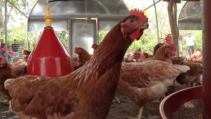 Ciudad de México, 17 de junio de 2019.- Para avanzar en el control de la enfermedad de la influenza aviar notificable (Alta patogenicidad), el Servicio Nacional de Sanidad, Inocuidad y Calidad Agroalimentaria (SENASICA) reforzará las medidas de bioseguridad en las Unidades de Producción (UP) avícolas del país. Así se acordó en la reunión encabezada por el director en jefe del organismo de la Secretaría de Agricultura y Desarrollo Rural (SADER), Francisco Javier Trujillo Arriaga, y representantes de la Unión Nacional de Avicultores (UNA), quienes coincidieron en que el control de la Influenza Aviar Notificable (IAN) en el territorio nacional requiere del esfuerzo de productores, industria y Gobierno de México, y que es fundamental crear la conciencia de implementar buenas prácticas pecuarias. Durante el evento, describe la Secretaría de Agricultura y Desarrollo Rural (SADER) en un comunicado, productores y autoridades del SENASICA acordaron que para evitar la dispersión de enfermedades como la influenza aviar, es indispensable impedir la movilización del excremento crudo de las aves. Los avicultores solicitaron el apoyo del SENASICA para conseguir esquemas de financiamiento que les permitan adquirir tecnología para procesar la gallinaza y pollinaza y convertirla en alimento balanceado para animales, lo que contribuye a eliminar riesgos sanitarios para la producción agropecuaria. Otros temas prioritarios abordados en la reunión fueron los esquemas de vacunación, criterios técnicos para el control en granjas infectadas en zonas de baja prevalencia y repoblación y bioseguridad en las unidades productivas, las cuales podrán certificarse y obtener la Constancia de Bioseguridad del SENASICA, previo cumplimiento total y efectivo de los requisitos físicos y documentales. Por su parte, el director general de Salud Animal del SENASICA, Juan Gay Gutiérrez, señaló que los laboratorios de prueba privados autorizados, estarán en posibilidades de hacer el diagnóstico si demuestran que no existe conflicto de interés con sus clientes potenciales, lo que permitirá asegurar la confiabilidad de los resultados. Por su parte, el director ejecutivo de la UNA, Arturo Calderón Ruanova, subrayó que la aplicación de buenas prácticas pecuarias va a la par del bienestar animal y de la economía de la industria avícola mexicana.