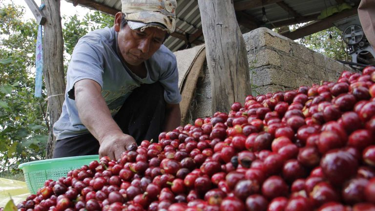 OBTUVIERON PRODUCTORES de café en Veracruz grano con calidad de exportación.