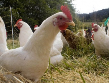 EL GOBIERNO de México y avicultores, estiman que el 2019 será un buen año para la producción de huevo y carne.
