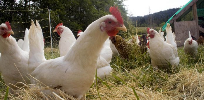 EL GOBIERNO de México y avicultores, estiman que el 2019 será un buen año para la producción de huevo y carne.