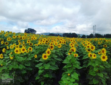 Girasoles